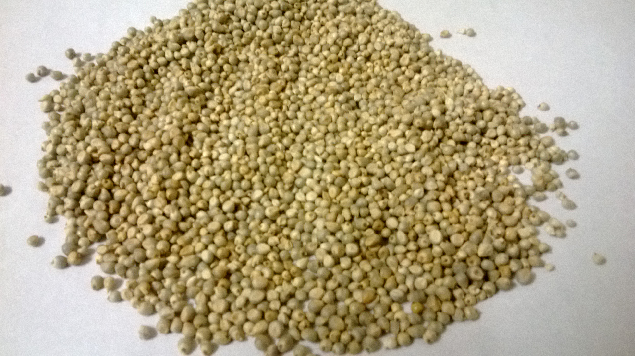 Millet Seed